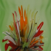 váza "Abstract Flower"