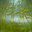 váza Creta Mimosa