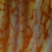 váza candia papillon - cornocuptia